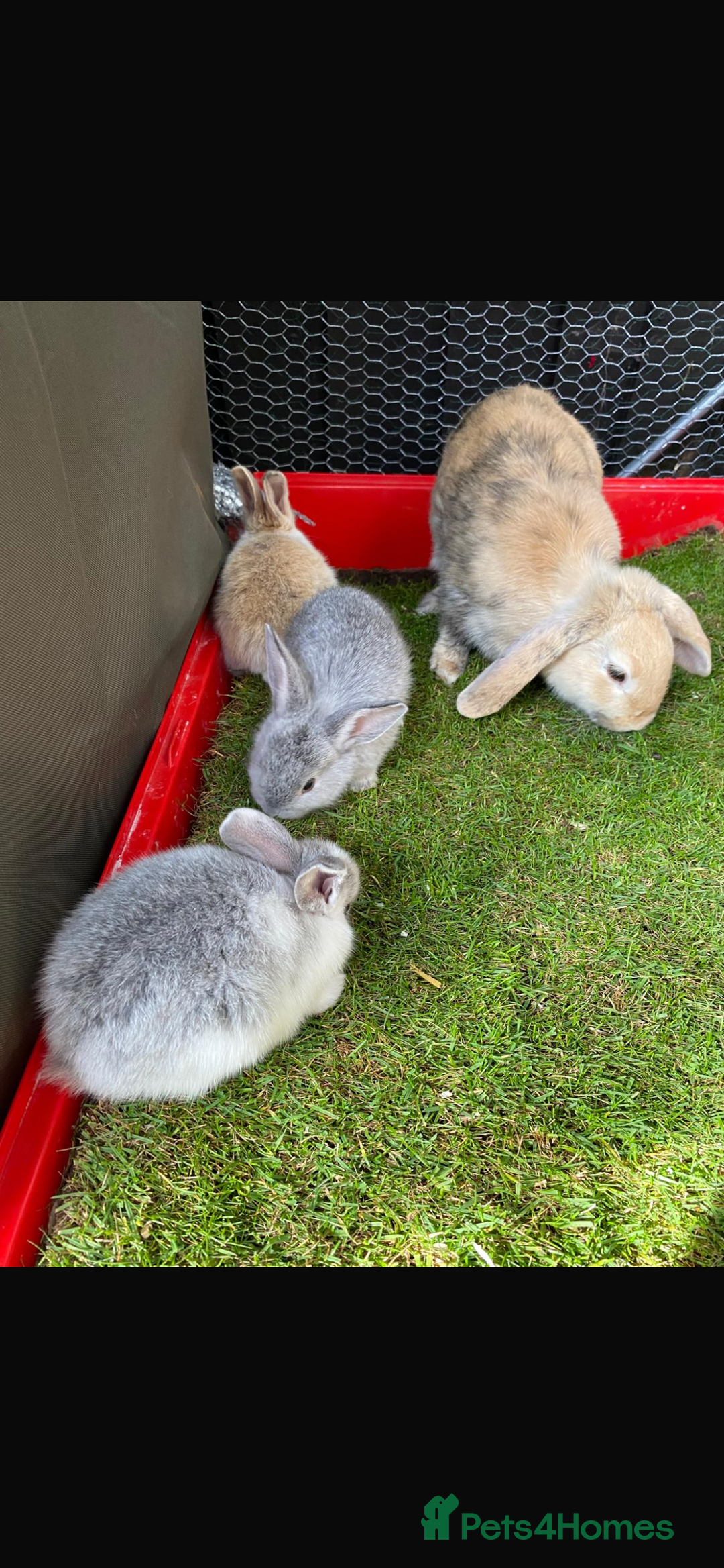 Mini Lop rabbits for sale: *READY NOW* Beautiful Lop eared Rabbits - Image 3