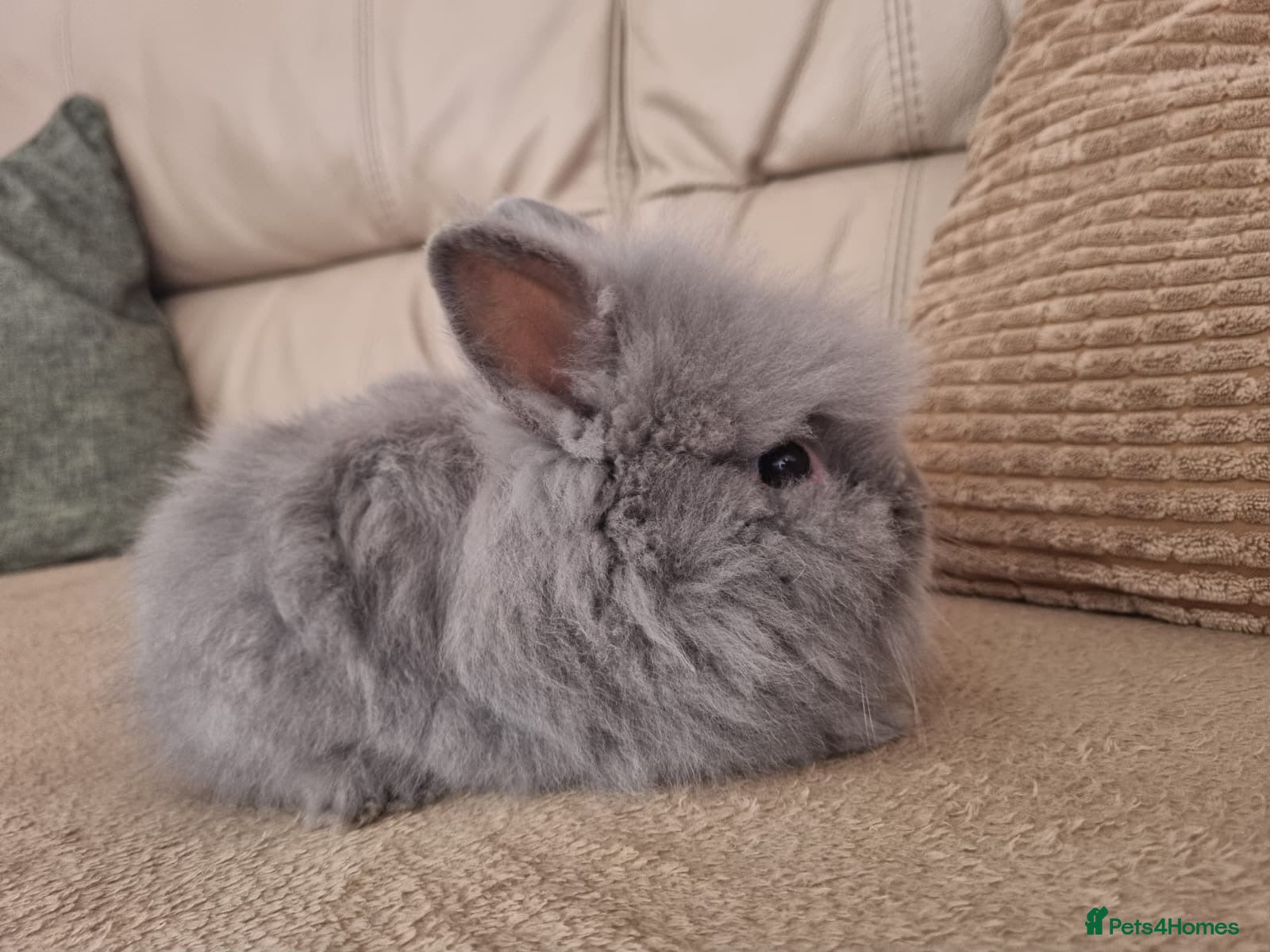 Lionhead rabbits for sale: Lionhead Rabbit - Advert 3