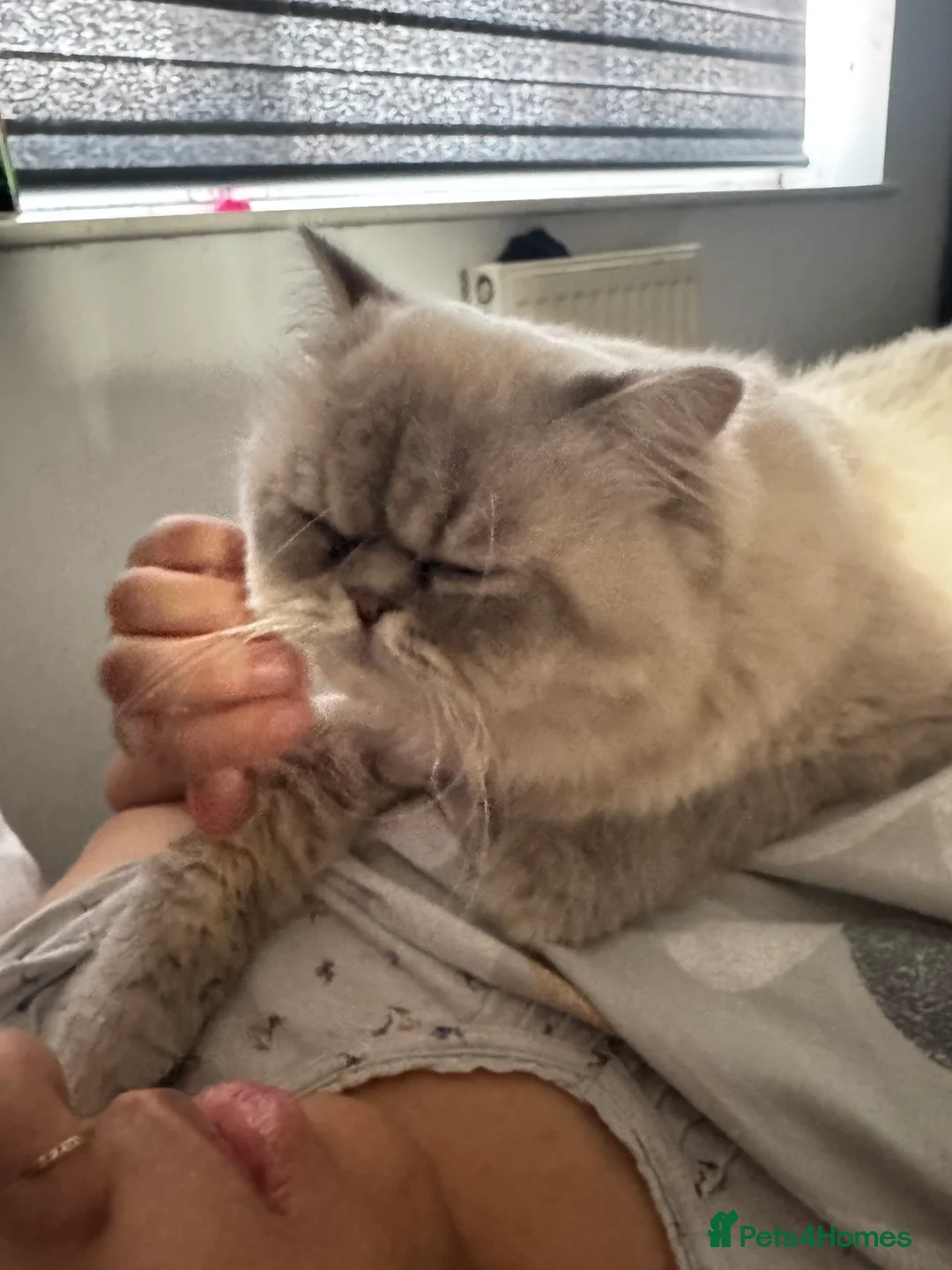 Persian cats for stud: Introducing super stud Snowball  in Leicester - Advert 4