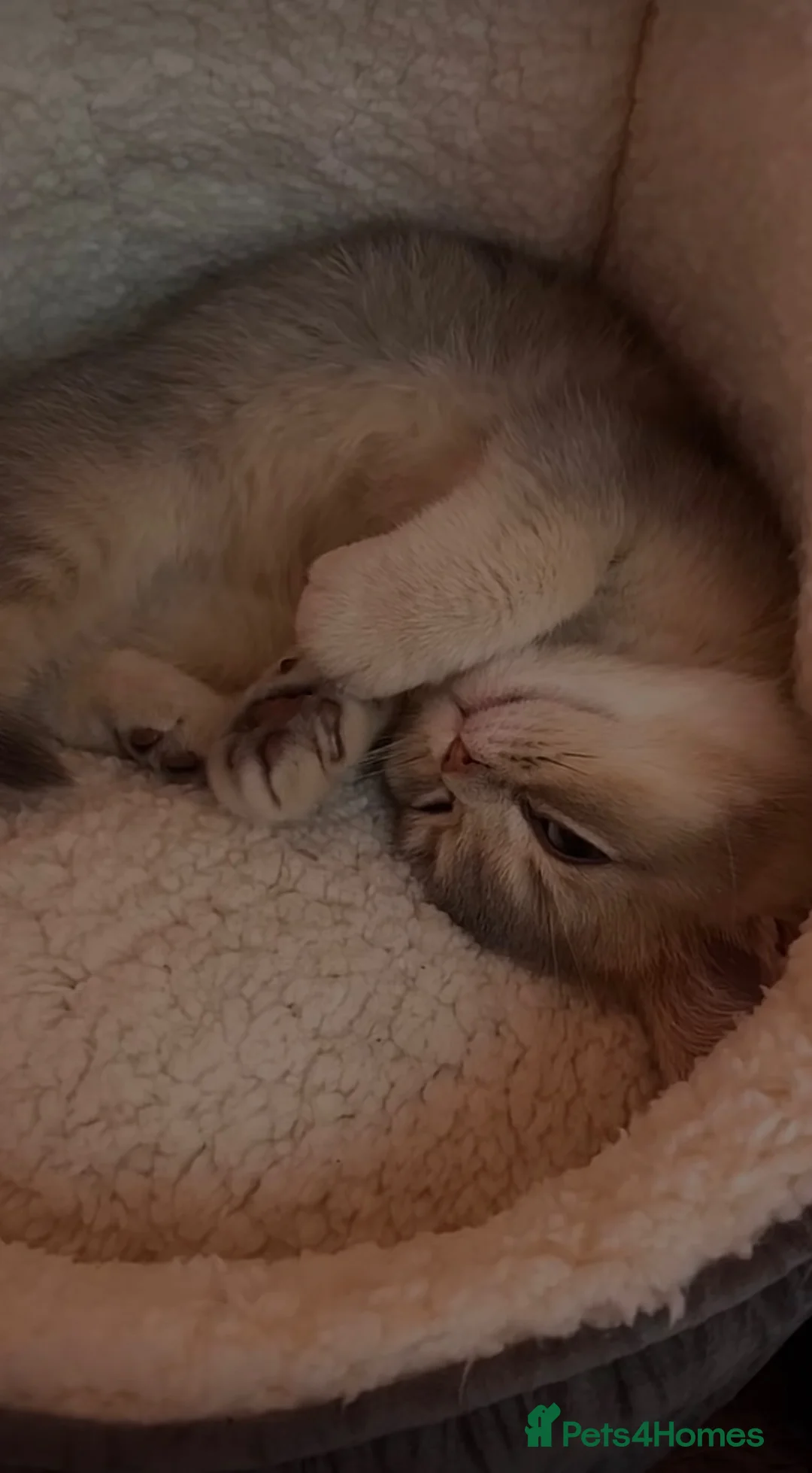British Shorthair cats for sale: Blue Golden Shaded British Shorthair Kitten - Advert 2