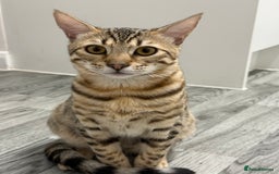 Bengal cats for sale: 2 male 7 month old boys  - Advert 1
