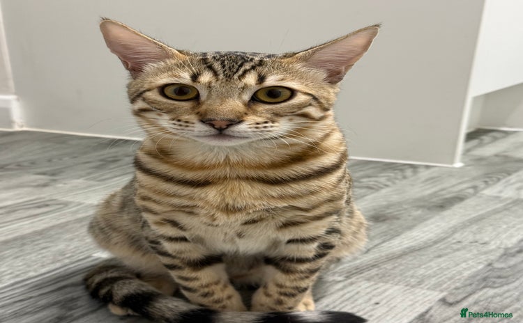 Bengal cats 2 male 7 month old boys  - Advert 9