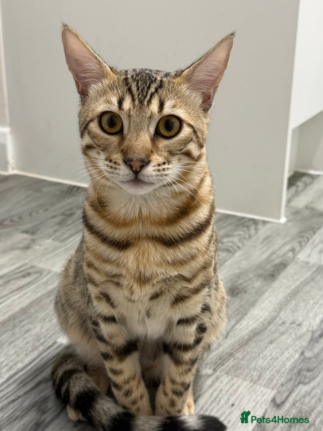 Bengal cats for sale: 2 male 7 month old boys  - Advert 1