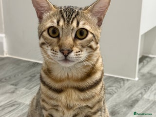 Bengal cats 2 male 7 month old boys - Advert 1
