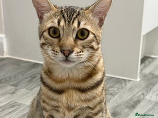 Bengal cats 2 male 7 month old boys - Advert 12