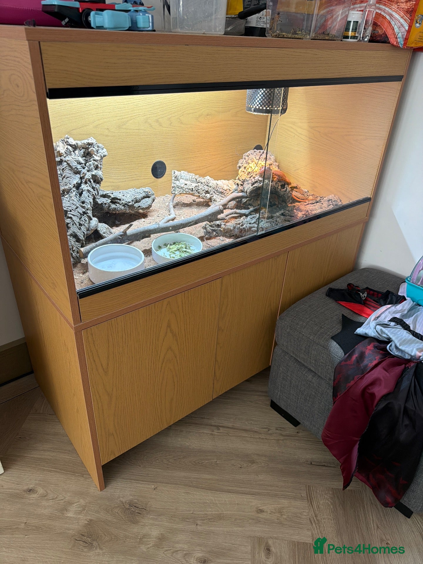Bearded Dragon reptiles Bearded dragon  - Advert 2