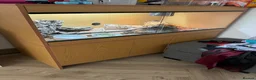 Bearded Dragon reptiles for sale: Bearded dragon  in Basingstoke - Advert 2