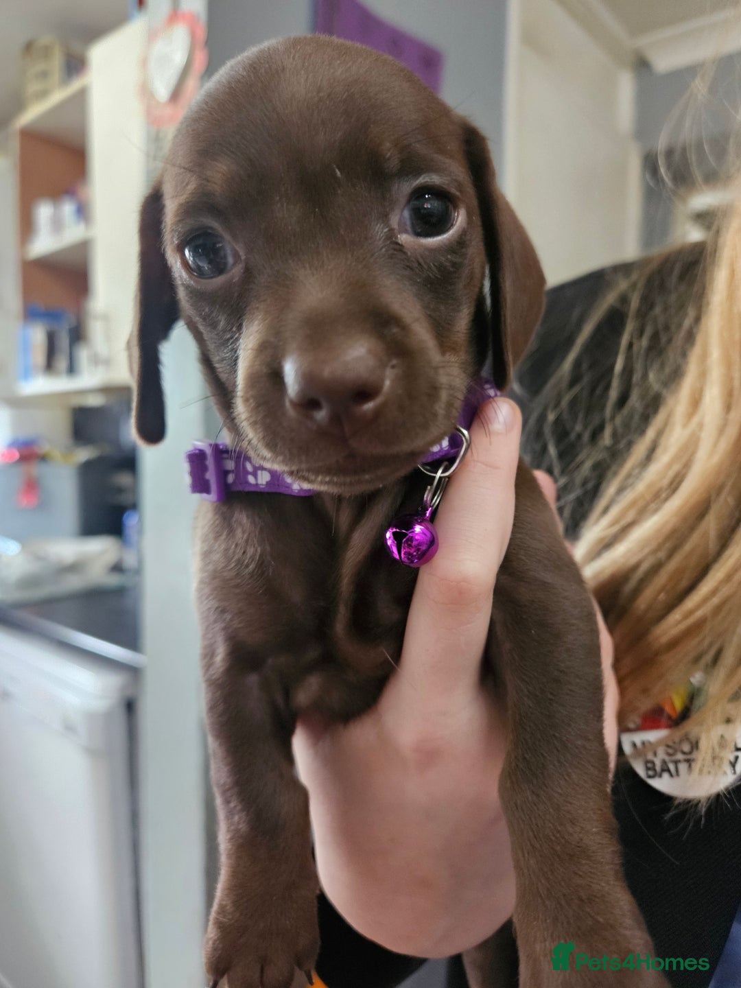 Mixed Breed dogs for sale: Pug x miniature dachshund *Only one left* - Image 23