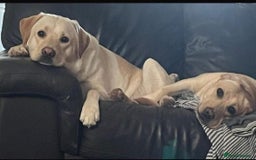 Labrador Retriever dogs for sale: Labrador puppies (only boys left) - Image 5