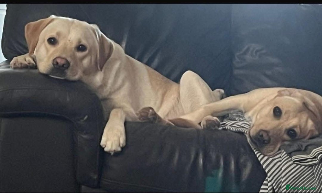 Labrador Retriever dogs for sale: Labrador puppies (only boys left) - Image 5