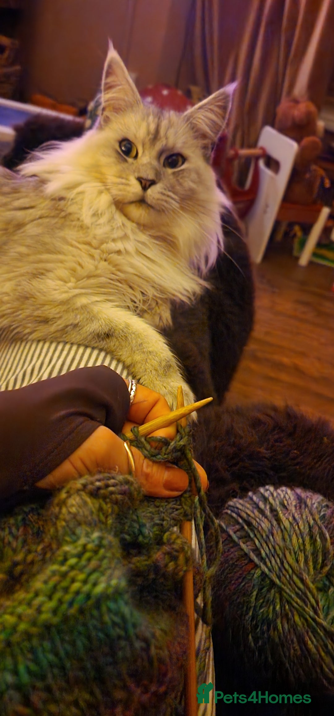 Maine Coon cats for sale: Evie and Dory main coons  - Advert 6