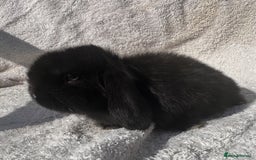 Mini Lop rabbits for sale: Two baby girls left!  - Image 2