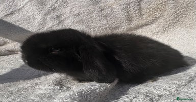 Mini Lop rabbits - Advert 4