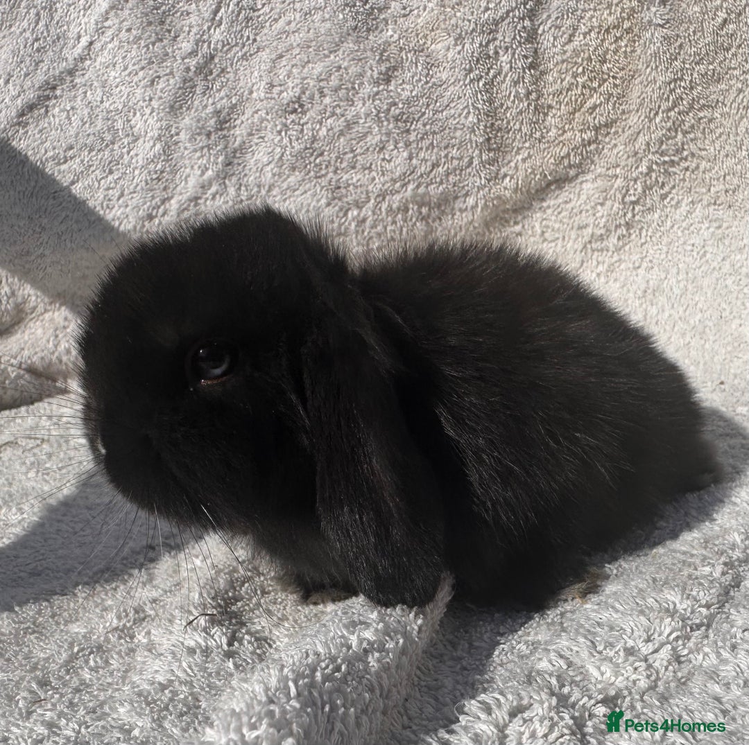 Mini Lop rabbits for sale: Two baby girls left!  - Image 2