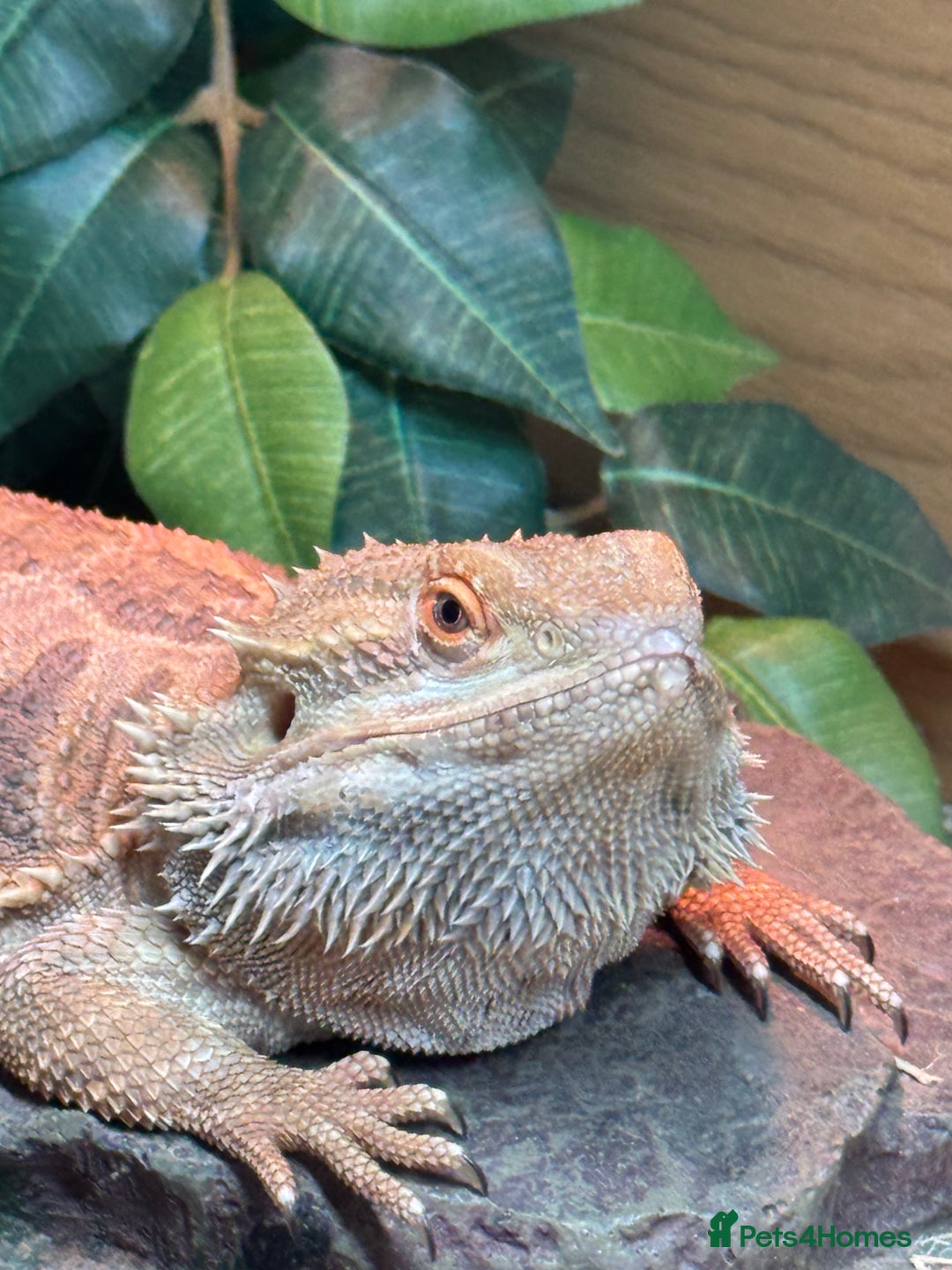 Bearded Dragon reptiles for sale: 18 month Male bearded dragon  - Advert 3