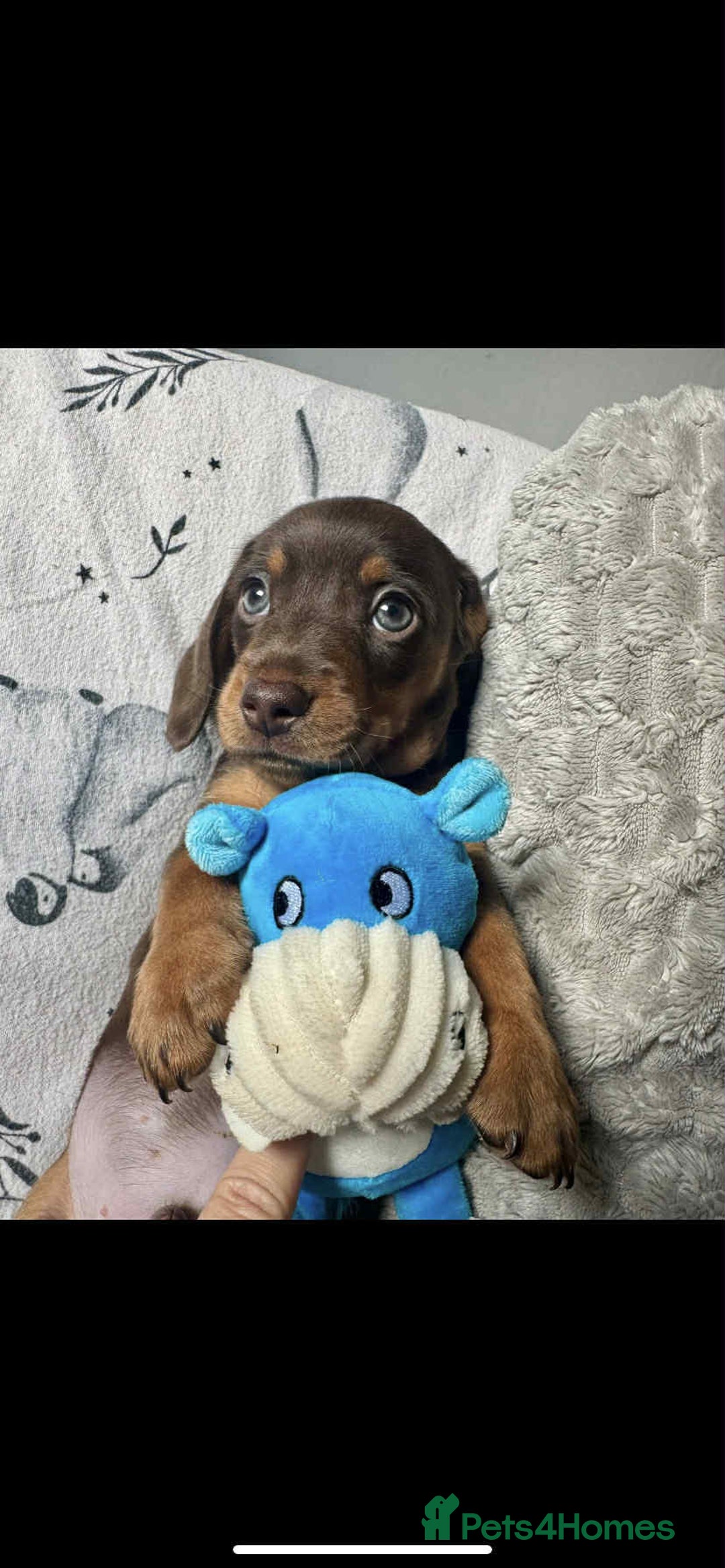 Miniature Dachshund dogs for sale: Miniature dachshunds for sale  - Advert 2