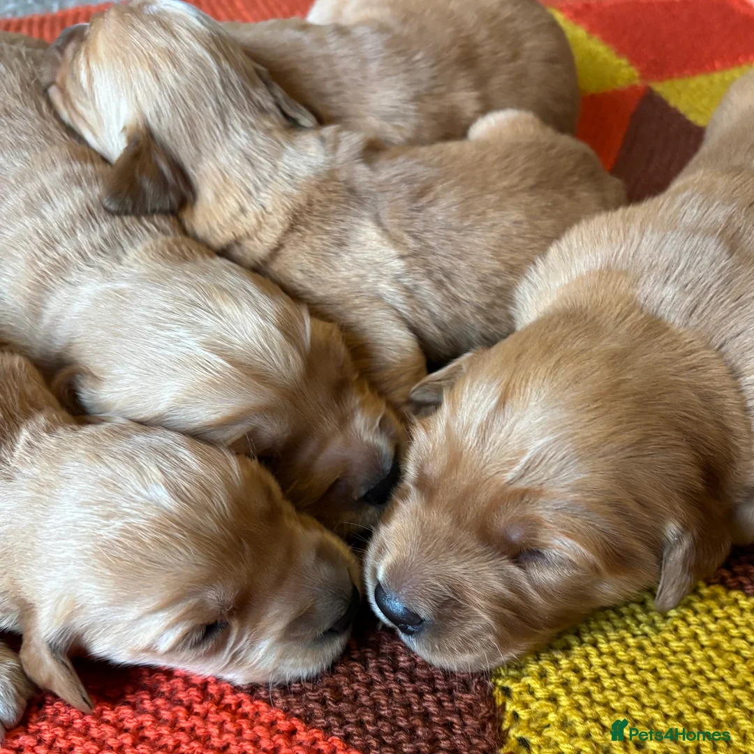 Golden Retriever dogs for sale: FOX RED PUPPIES Golden Retriever KC REG - Advert 19