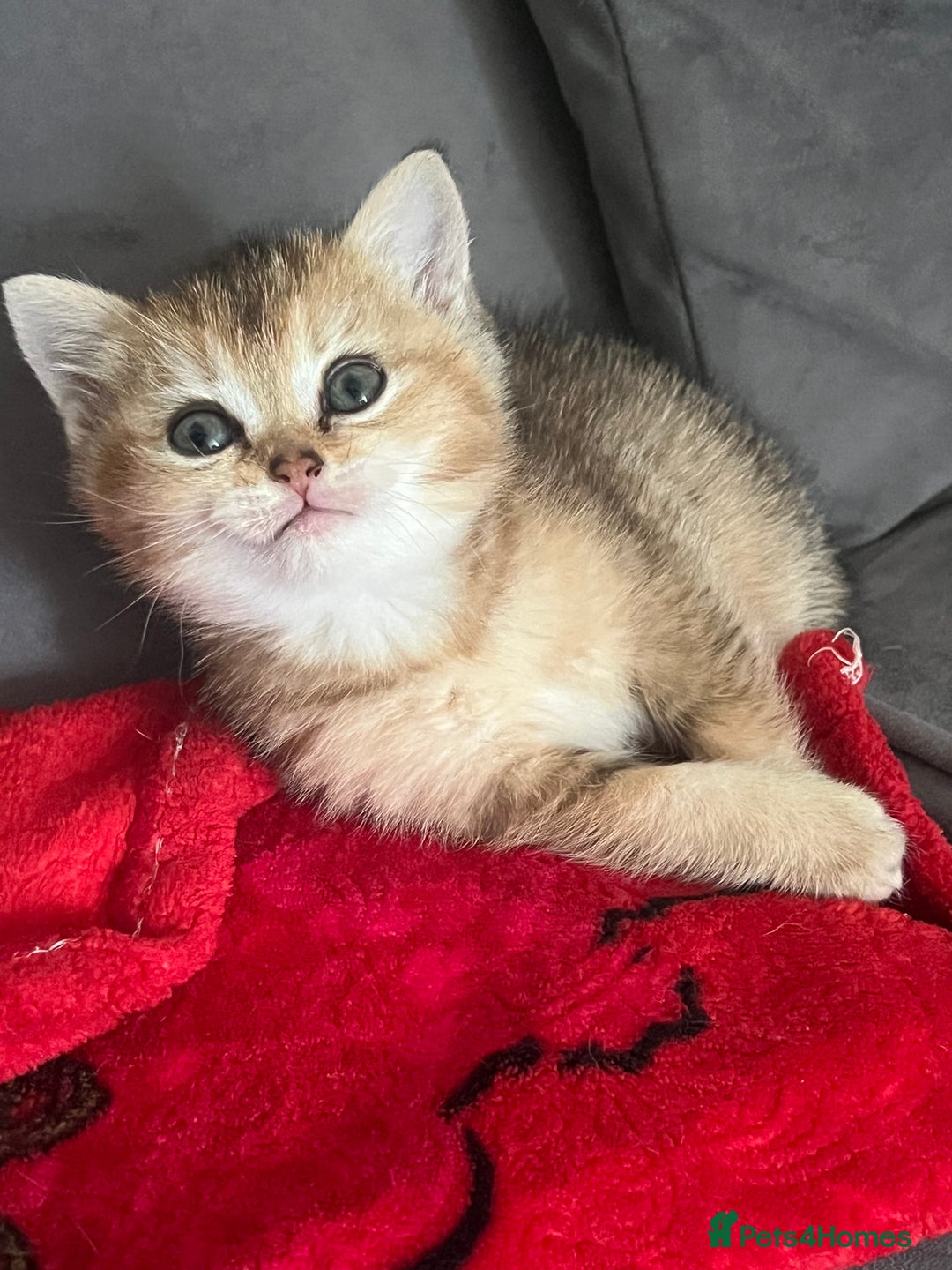 British Shorthair cats for sale: Golden British shorthair  - Image 5