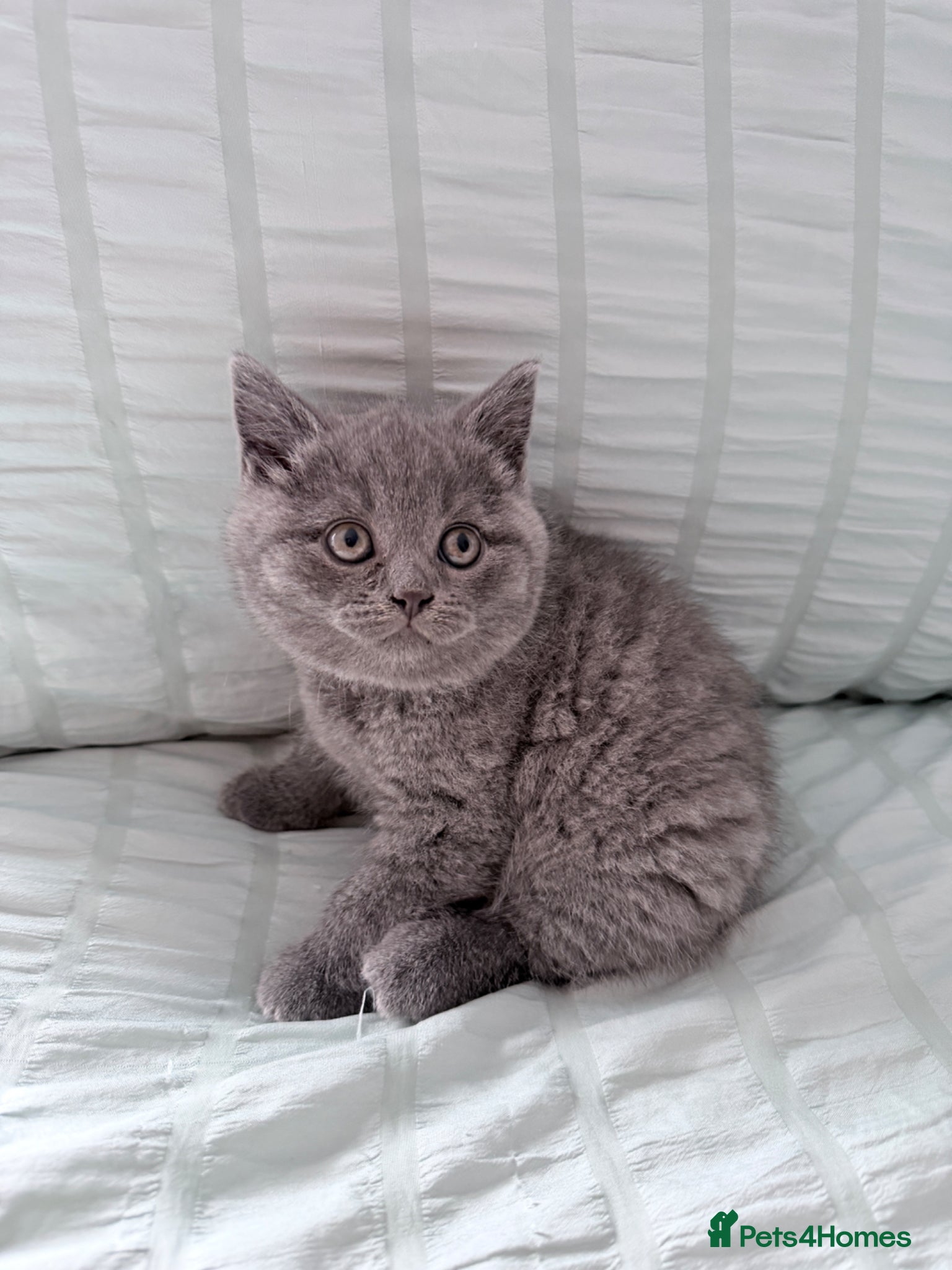 British Shorthair cats The most beautiful British shorthair kittens - Advert 10