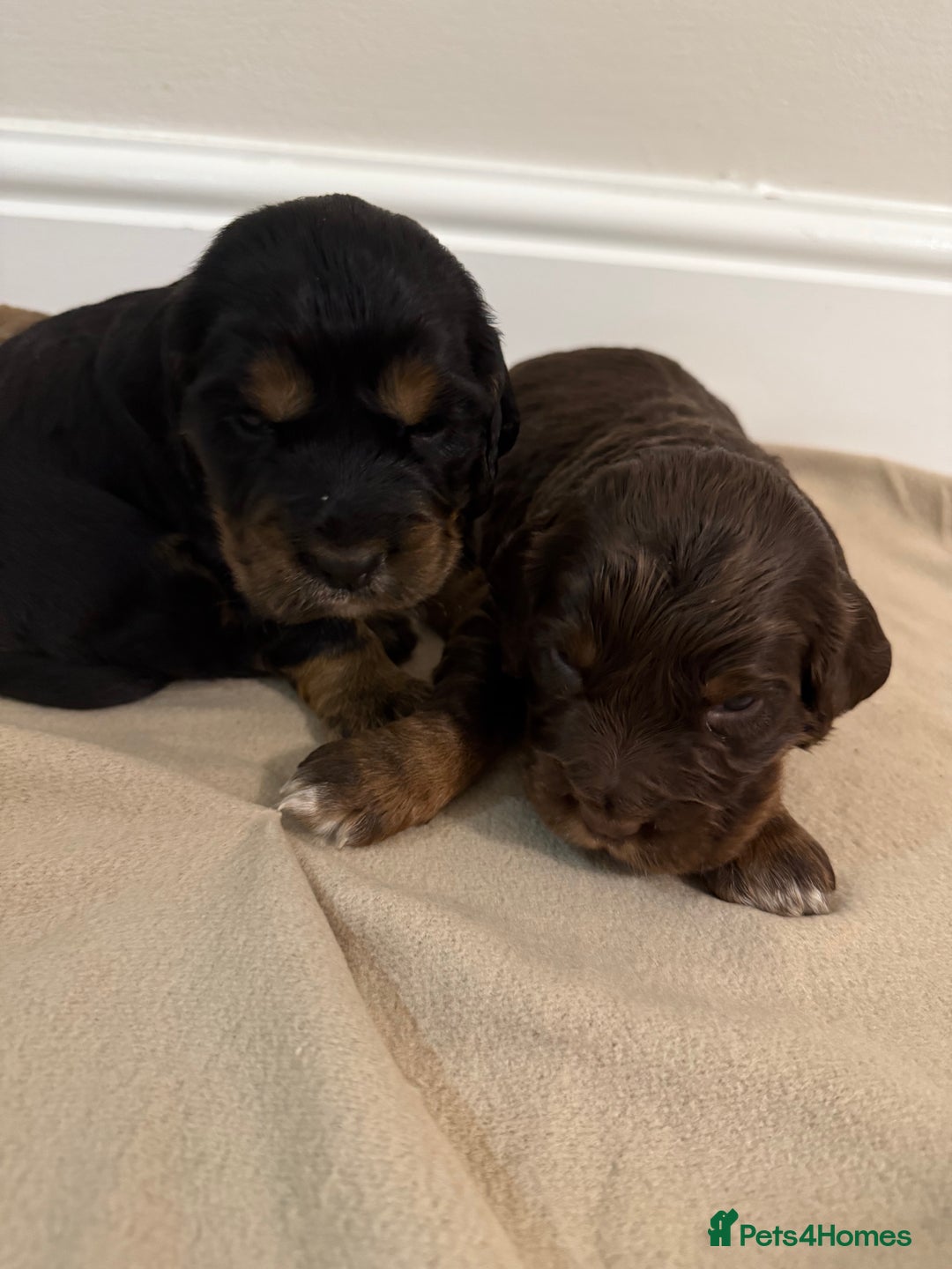 Cocker Spaniel dogs for sale: 2 girls left! Litter of 6 adorable kc reg puppies  - Advert 9