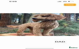 Cockapoo dogs for sale: READY TO LEAVE NOW Stunning Cockapoo Puppies - Image 14