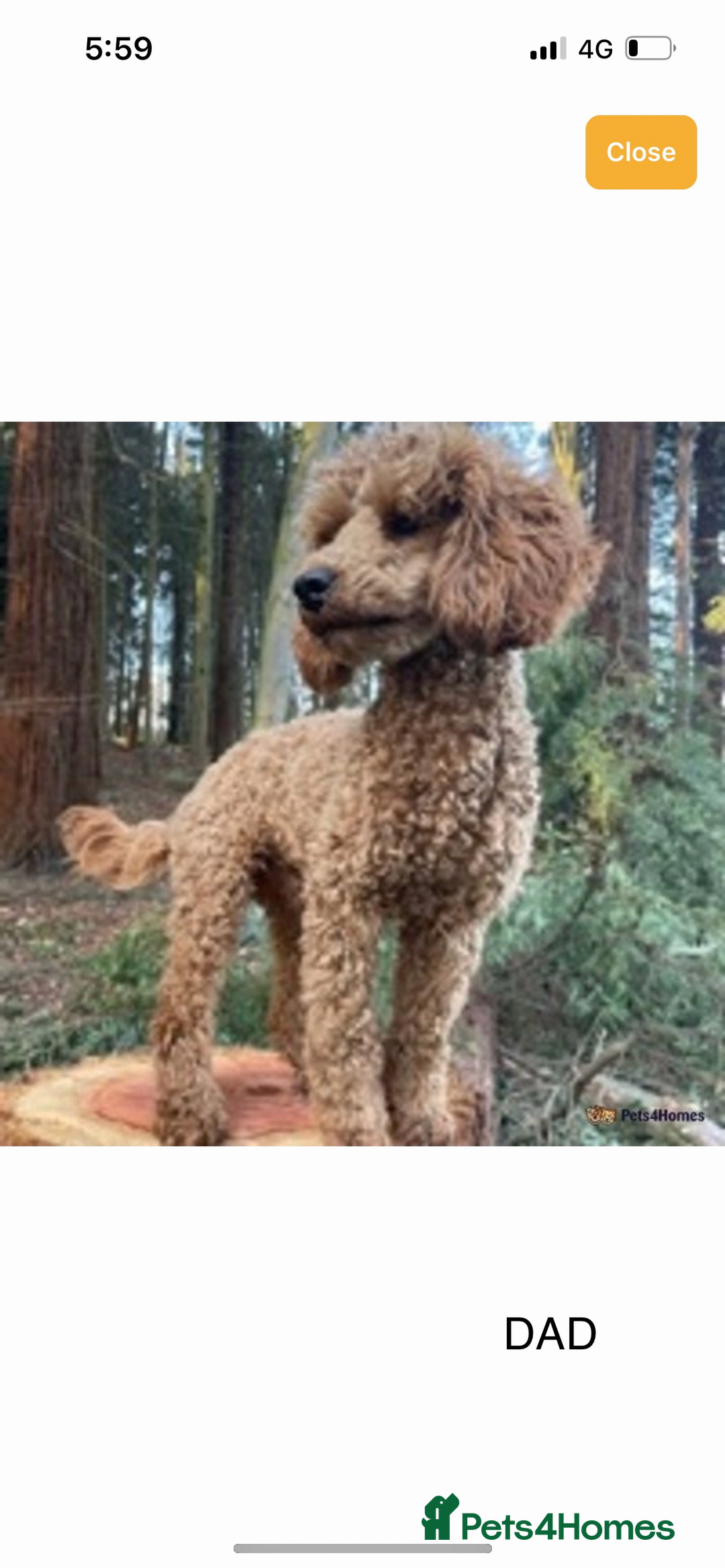 Cockapoo dogs for sale: READY TO LEAVE NOW Stunning Cockapoo Puppies - Image 14