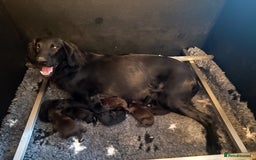 Flat coated Retriever dogs for sale: Beautiful litter of Flat Coated Retrievers - Image 2