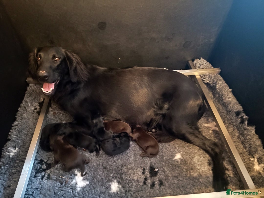Flat coated Retriever dogs for sale: Beautiful litter of Flat Coated Retrievers - Image 2