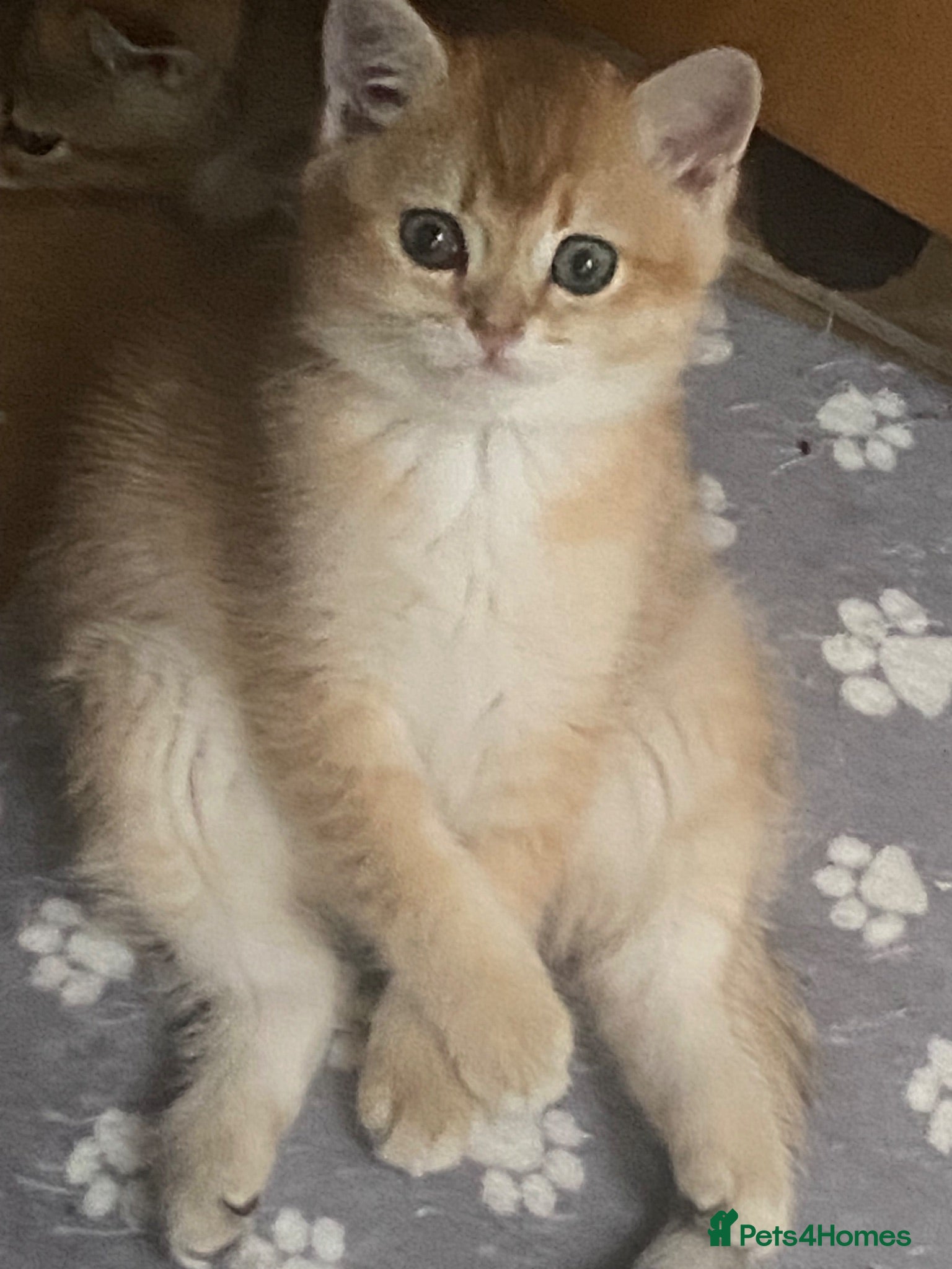 British Shorthair cats British Shorthair Golden & Silver Kittens  - Advert 1