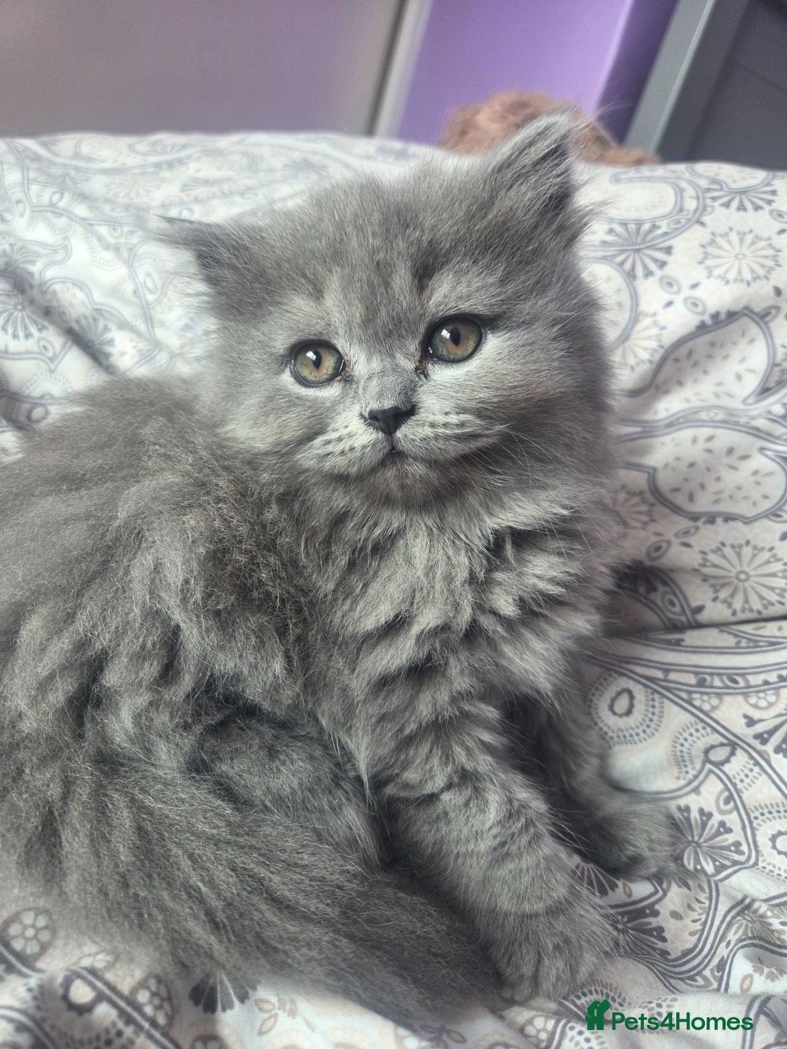 British Shorthair cats Kittens blue longhair boys and girl - Advert 2