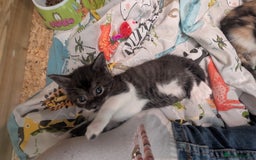 Maine Coon cats for sale: 😽 Cuddly Maine coon kittens 😽 in Preston - Image 15