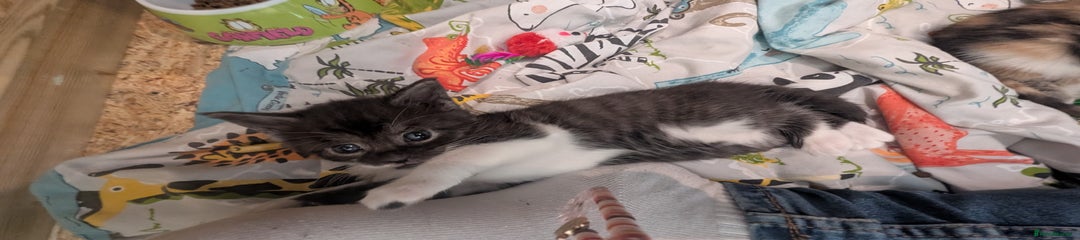 Grey (smoke) & white Tabby Coloured Maine Coon Female Kitten