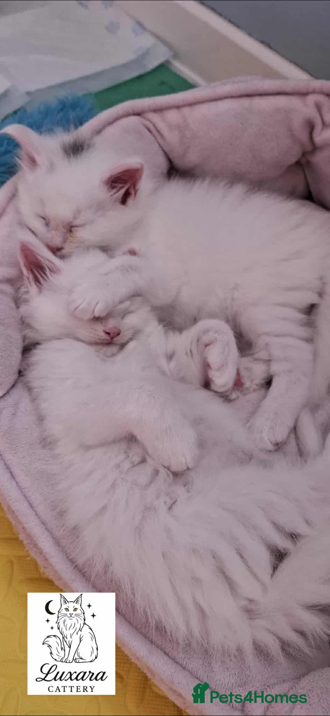 Maine Coon cats for sale: Adorable Purebred Maine Coon Kittens–GCCF/Pedigree - Image 5