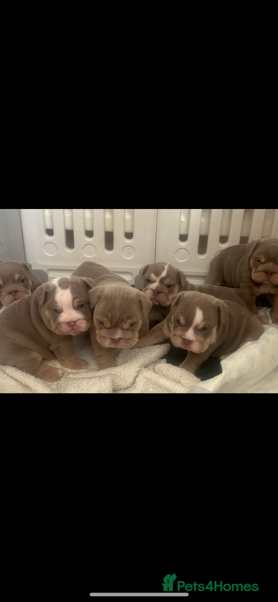 English Bulldog dogs HOGWARTS LITTER- CHUNKY LILAC BULLDOG PUPPIES 🐾  - Advert 3