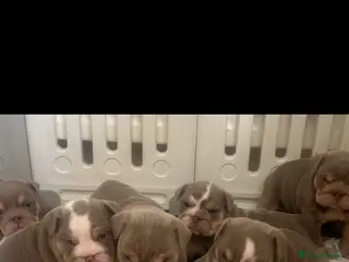 English Bulldog dogs HOGWARTS LITTER- CHUNKY LILAC BULLDOG PUPPIES 🐾 - Advert 3