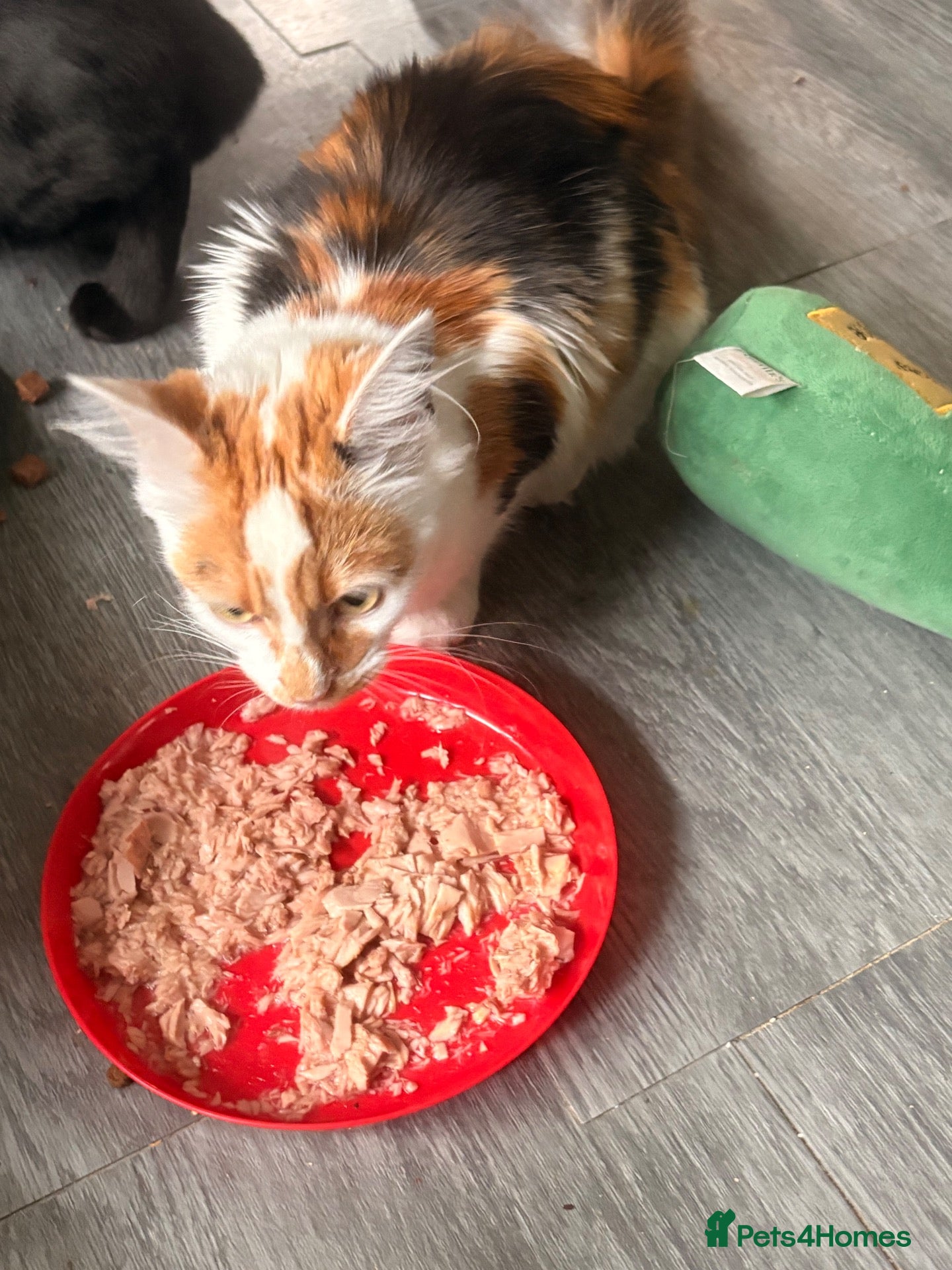Mixed Breed cats Beautiful ginger and white kitten for rehoming  - Advert 5