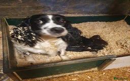 Sproodle dogs for sale: sproodle puppies - Image 4