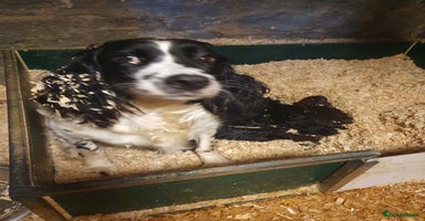 Sproodle dogs - Advert 2