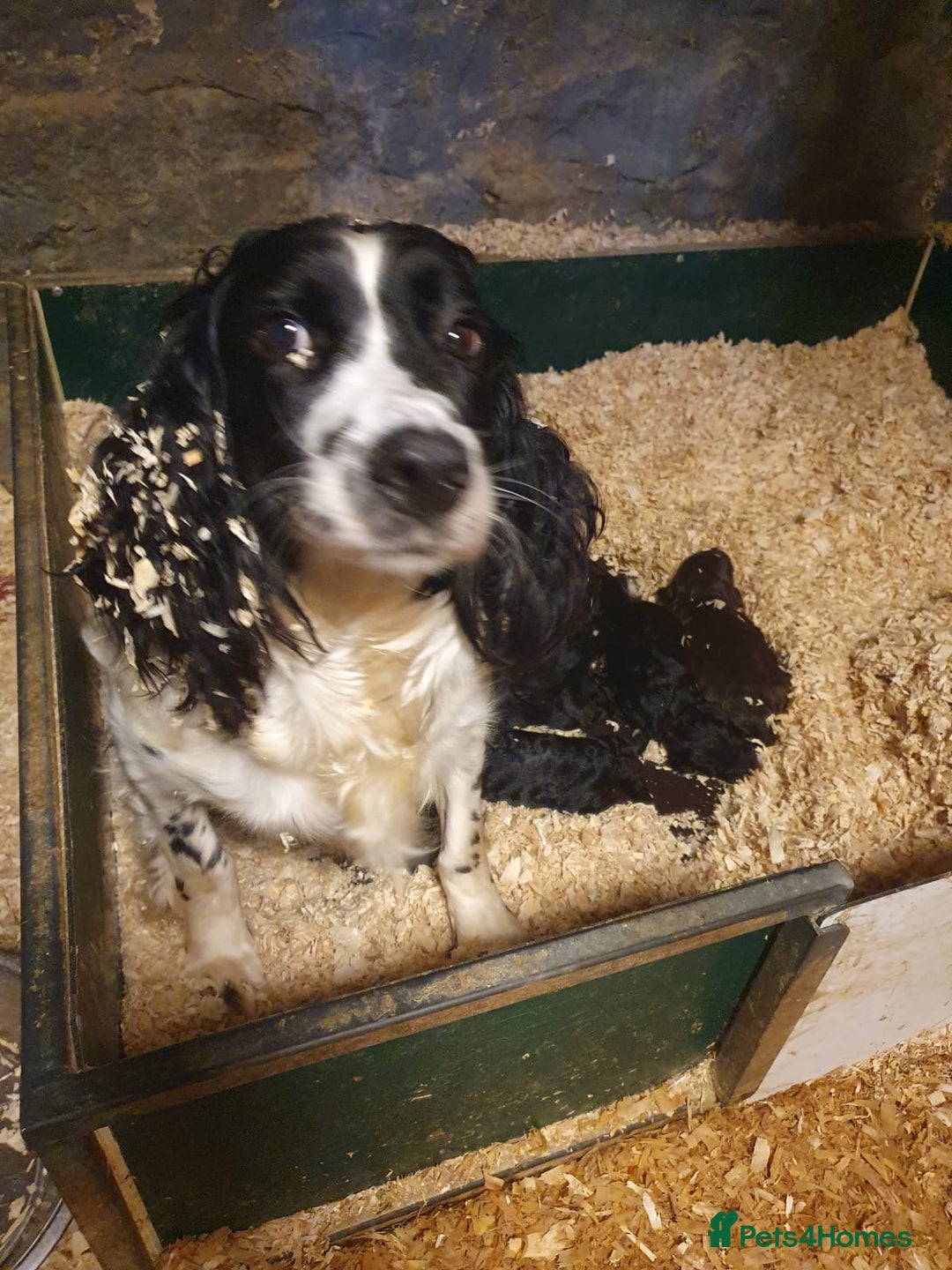 Sproodle dogs for sale: sproodle puppies - Image 4