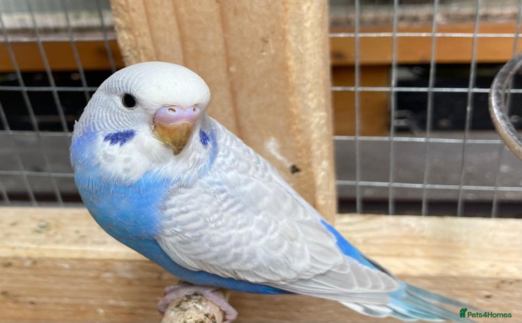 Budgerigars birds - Advert 3