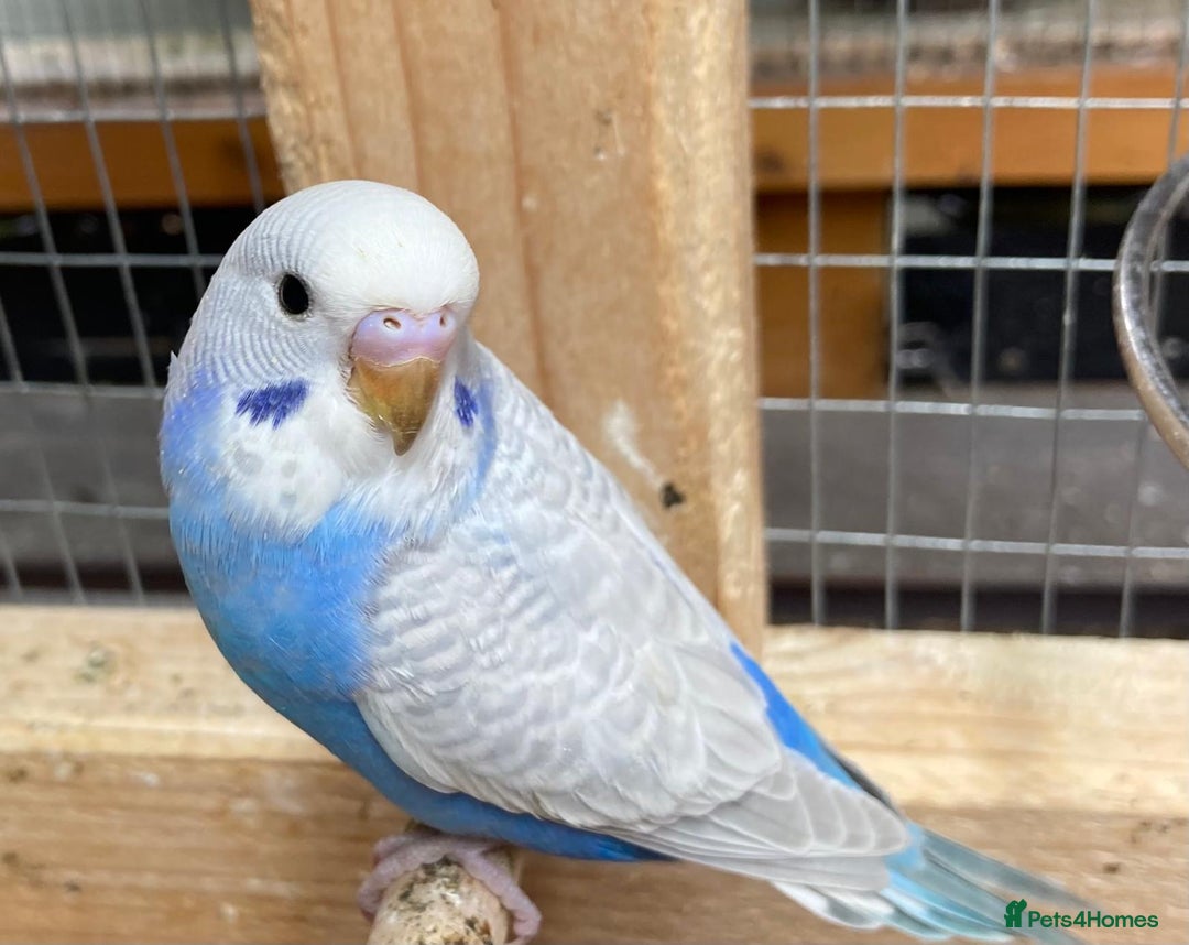 Budgerigars birds for sale: Beautiful baby budgies  - Image 1