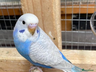 Budgerigars birds - Advert 36