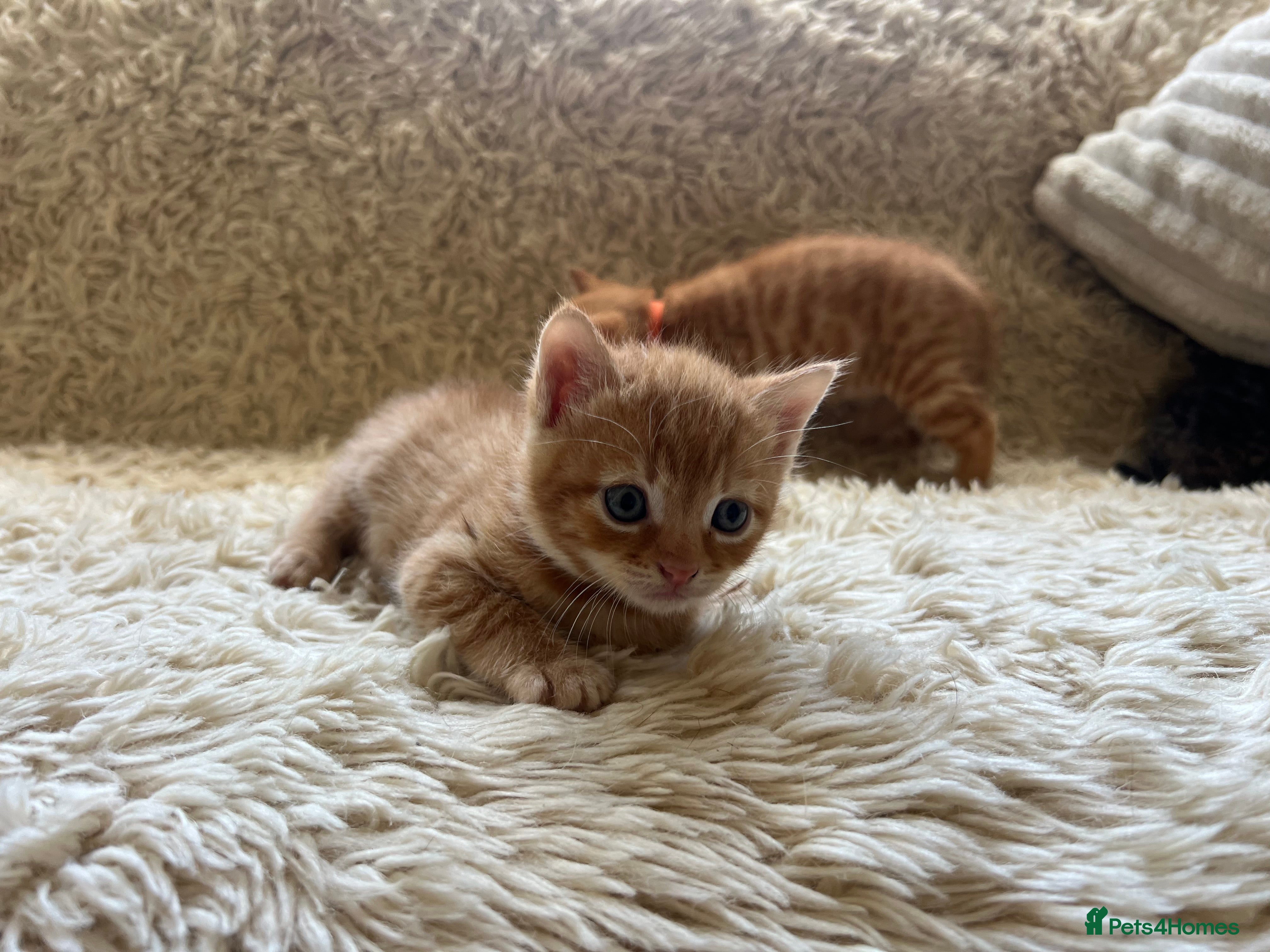 Maine Coon cats for sale: Maine Coon Cross Kittens Seeking Forever Homes - Advert 20