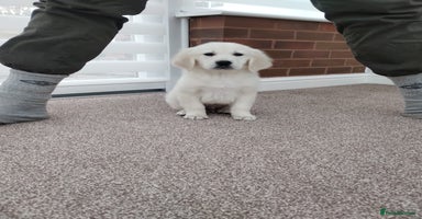 Golden Retriever dogs Kc, health tested, show type, golden retrievers. - Advert 5