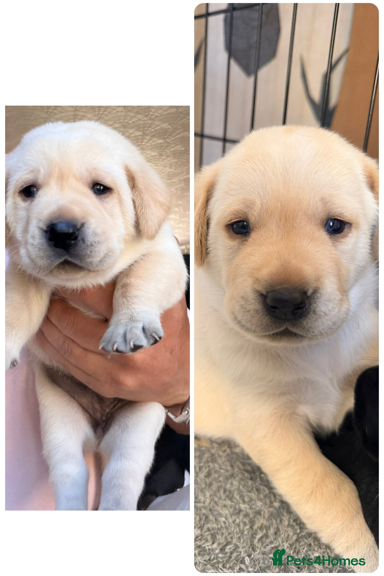 Labrador Retriever dogs for sale: stunning working line labrador retriever puppies - Advert 6