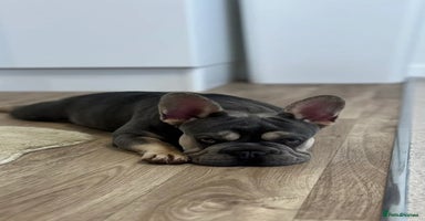French Bulldog dogs - Advert 11