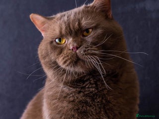 British Shorthair cats Supreme Grand Champion ๐ฅ๐๐
in Northolt - Advert 17