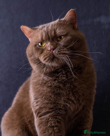 British Shorthair cats Supreme Grand Champion ๐ฅ๐๐
in Northolt - Advert 14