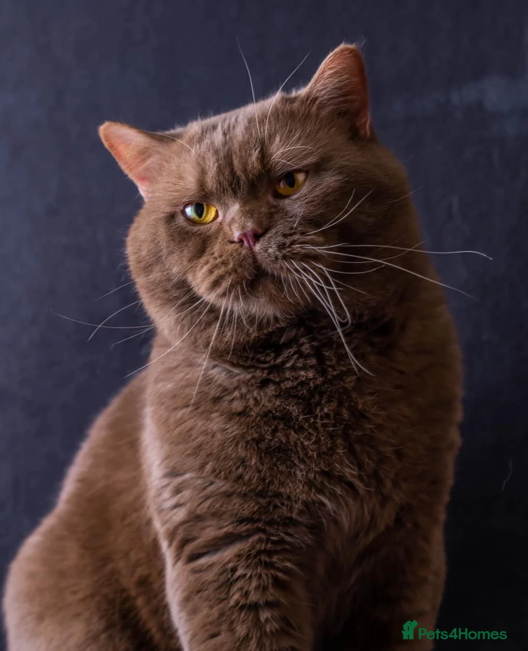 British Shorthair cats for stud: Supreme Grand Champion 🥇🏆🏅 in Northolt - Advert 1