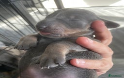 Miniature Dachshund dogs for sale: Miniature Dachshunds - Image 4